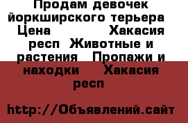 Продам девочек йоркширского терьера › Цена ­ 15 000 - Хакасия респ. Животные и растения » Пропажи и находки   . Хакасия респ.